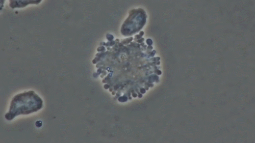4.gif